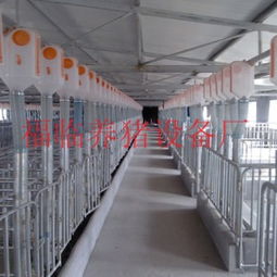 福临养猪设备自动化上料系统设计安装母猪产床欧式产床